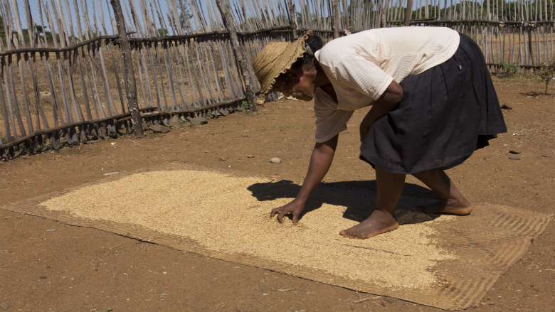 Face au sable rouge, la difficulté de cultiver le riz à Madagascar